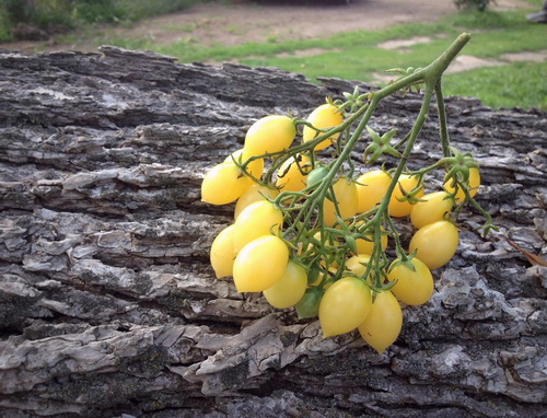 Cheznousfarms-1
