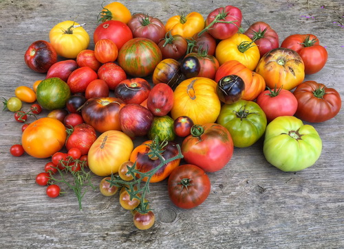 Cheznousfarms-6