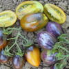 8 of Jess's Favorite Varieties Package - Image 6