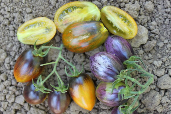 8 of Jess's Favorite Varieties Package