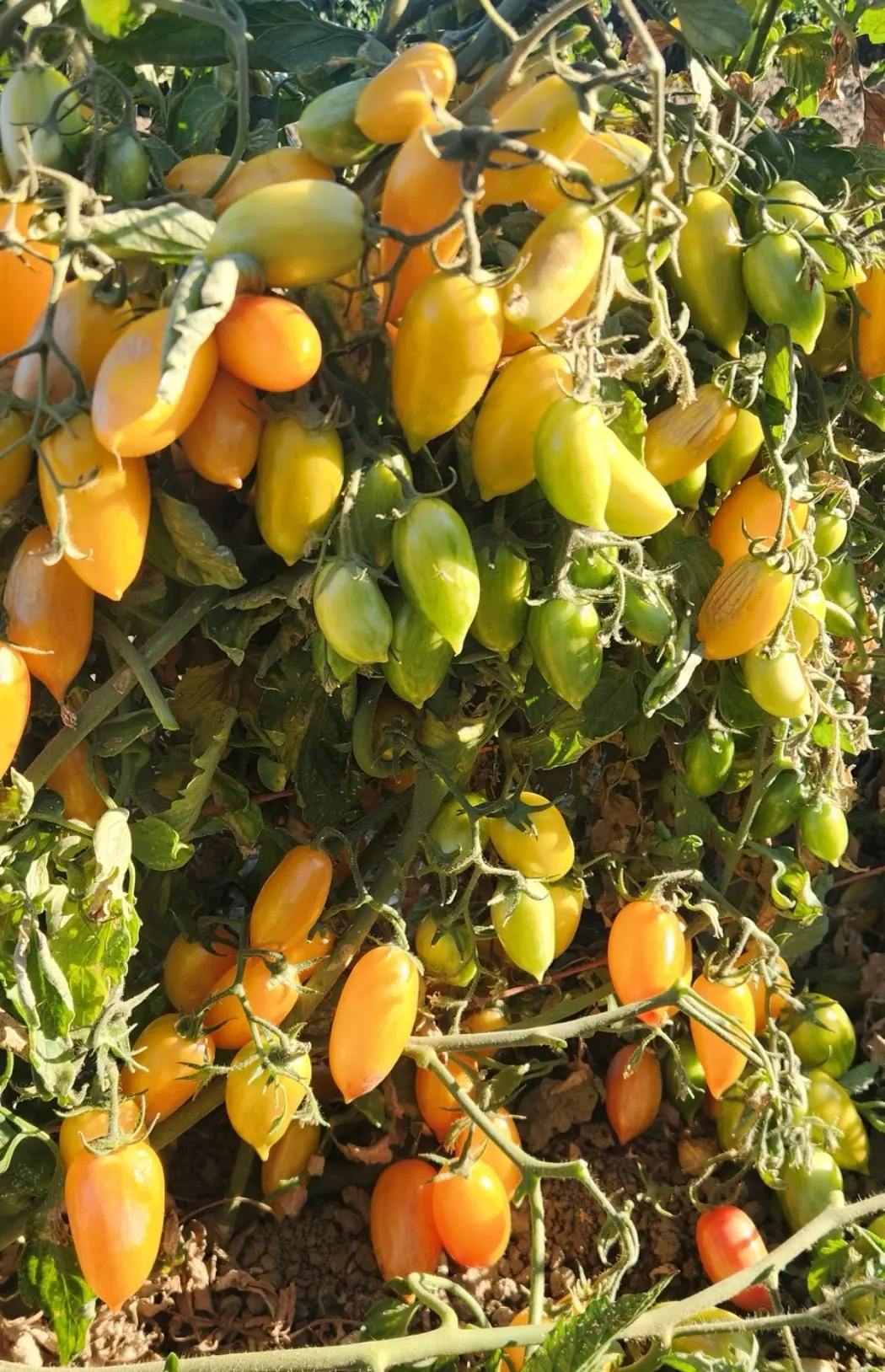 Dream Cream tomatoes ripen in clusters of yellow and orange on green vines, surrounded by lush leaves and bathed in sunlight in a garden.