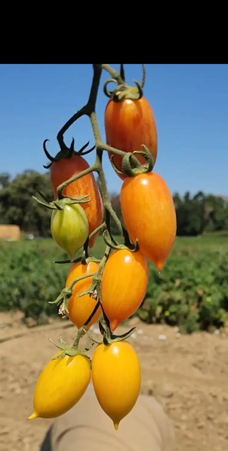 A cluster of yellow and orange Dream Cream grape tomatoes hangs from a vine, with a blurred background of green field, trees, and clear blue sky.