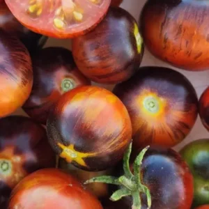 A close-up of several ripe, round Flavor Bomb tomatoes in deep red, purple, and orange shades, with one sliced to reveal its juicy interior and seeds.