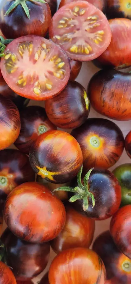 A close-up of several ripe, round Flavor Bomb tomatoes in deep red, purple, and orange shades, with one sliced to reveal its juicy interior and seeds.