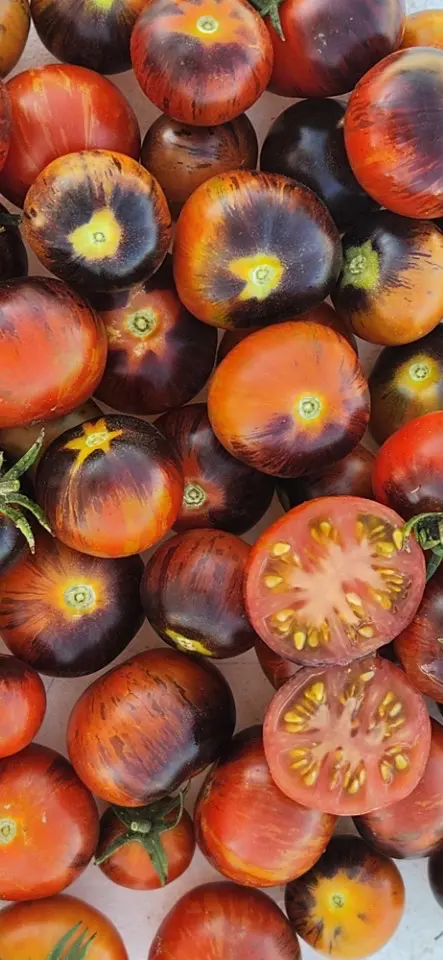 A pile of Flavor Bomb tomatoes, round with dark purple and red streaks—some with green stems—and one sliced open to show its juicy interior and yellow seeds.