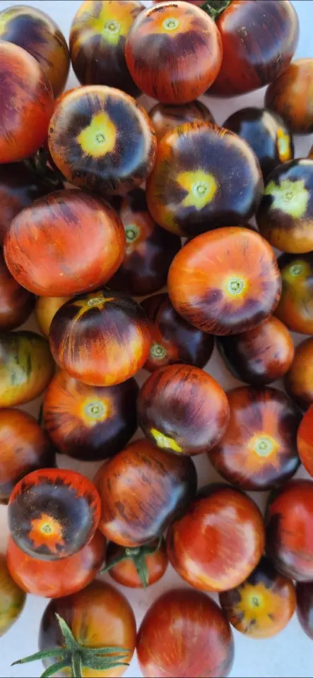 A cluster of Flavor Bomb tomatoes—small, round, with vibrant red, orange, and dark purple-black streaks and spots—some topped with green stems are closely displayed together.