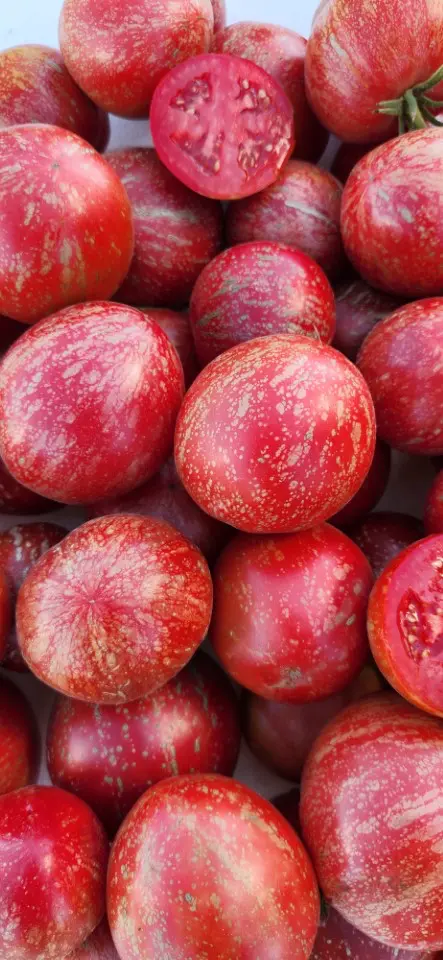 A pile of Justin’s Fire Opal tomatoes, ripe and round with red skin and light streaks; one is cut in half, showing its juicy interior and seeds.