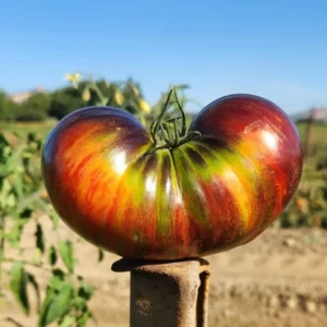 The Solar Vortex, a heart-shaped, multicolored heirloom tomato with red, green, and yellow streaks, rests on a metal stake in a sunlit garden surrounded by plants under a clear blue sky.